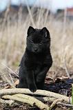 SCHIPPERKE 813